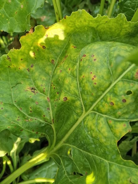 نوع المرض ده من فضلكم واي العلاج ؟؟؟